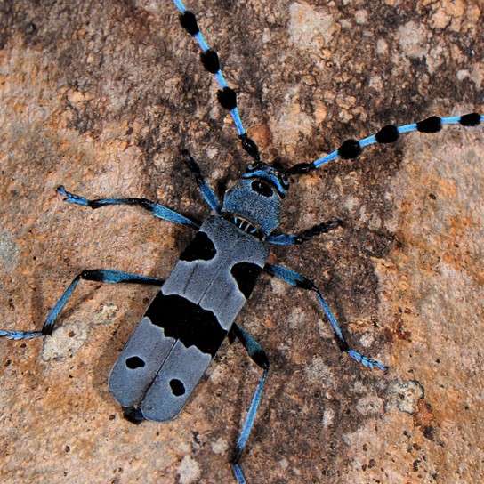 nadobnica alpejska