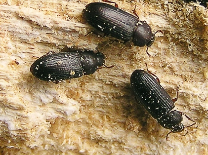 Tribolium madens