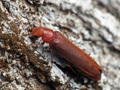 Elateroides flabellicornis