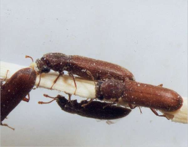 miazgowiec brunatny zdjecia