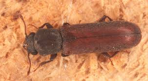 miazgowiec brunatny