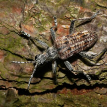 Rhagium inquisitor – Rębacz sosnowiec