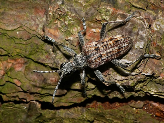 Rhagium inquisitor – Rębacz sosnowiec
