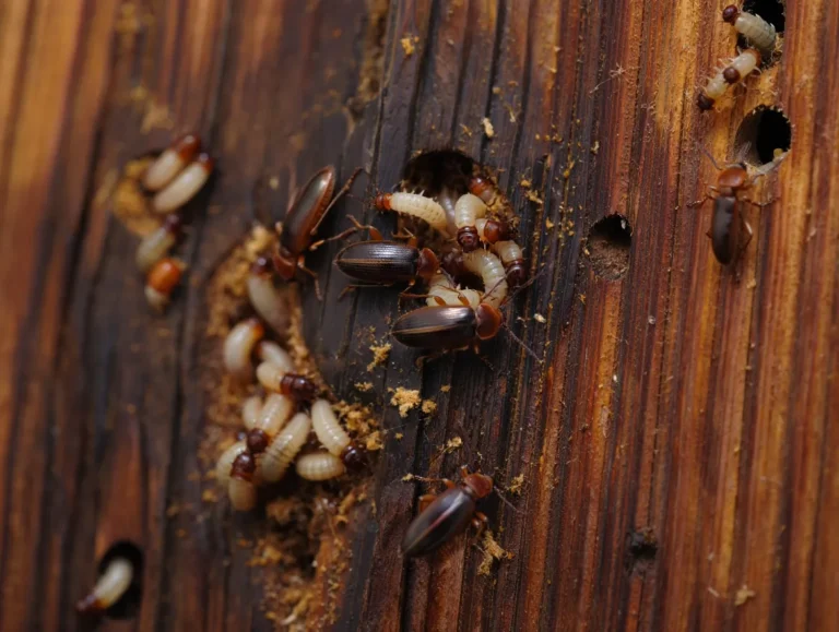 szkodniki drewna a korniki