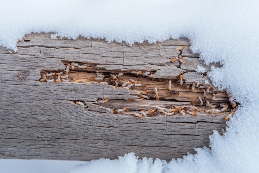 szkodniki drewna zimą