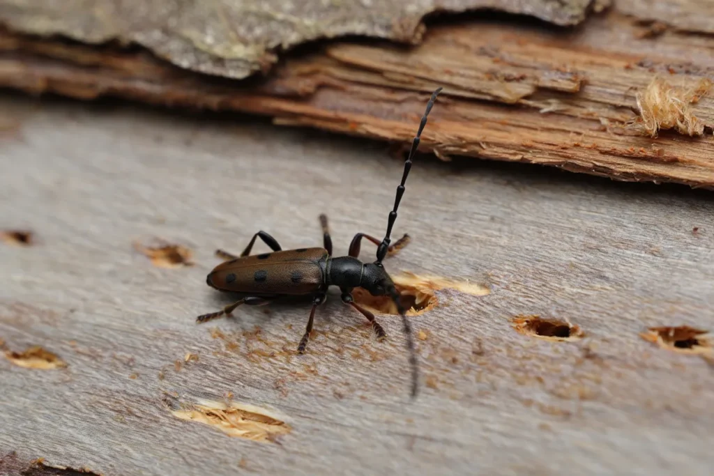 spuszczel pospolity najwiekszy owad drewna