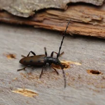 spuszczel pospolity najwiekszy owad drewna